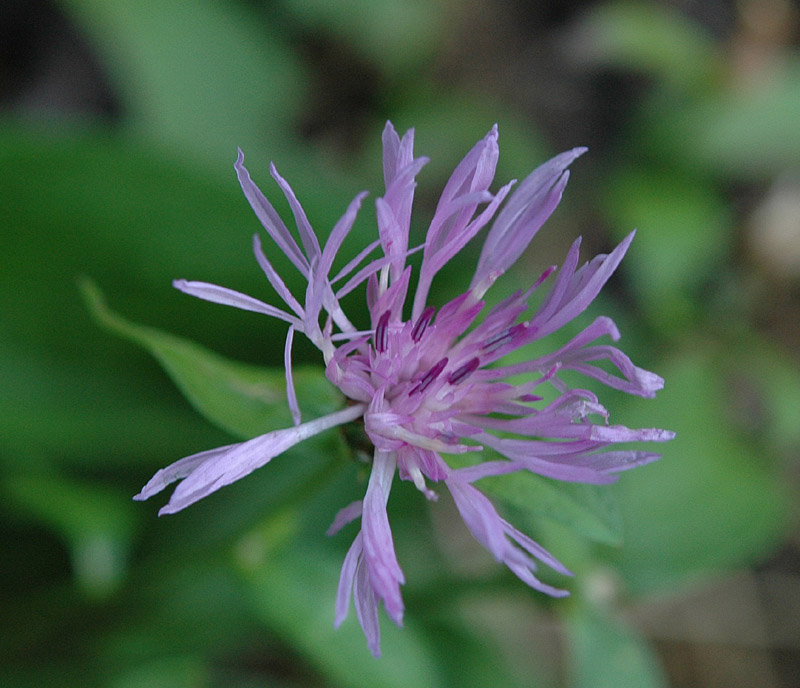 Centaurea nigrescens