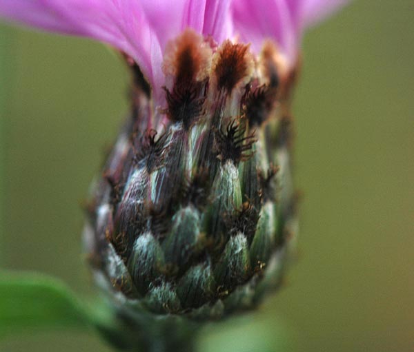Centaurea nigrescens