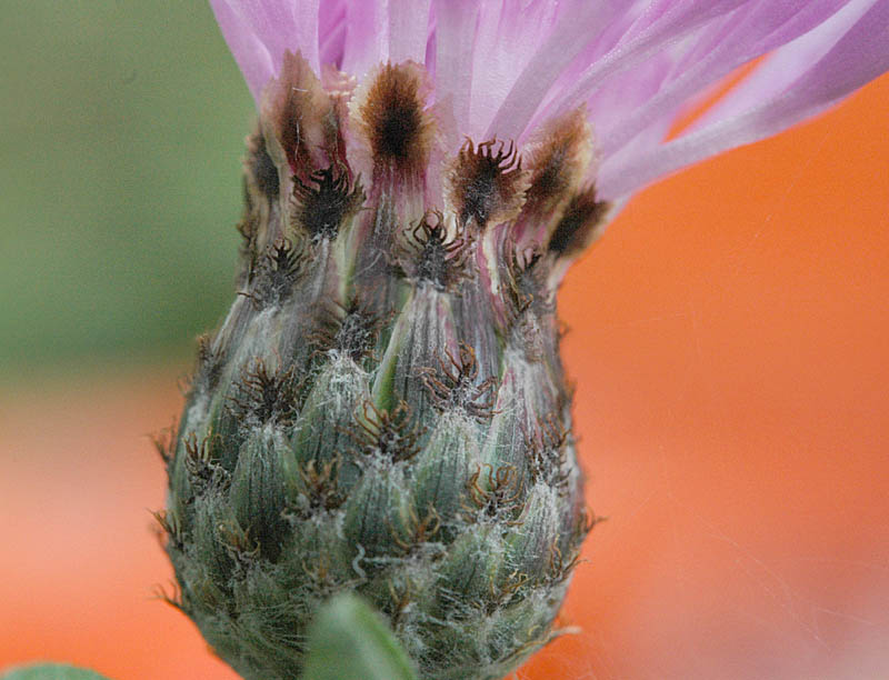 Centaurea nigrescens