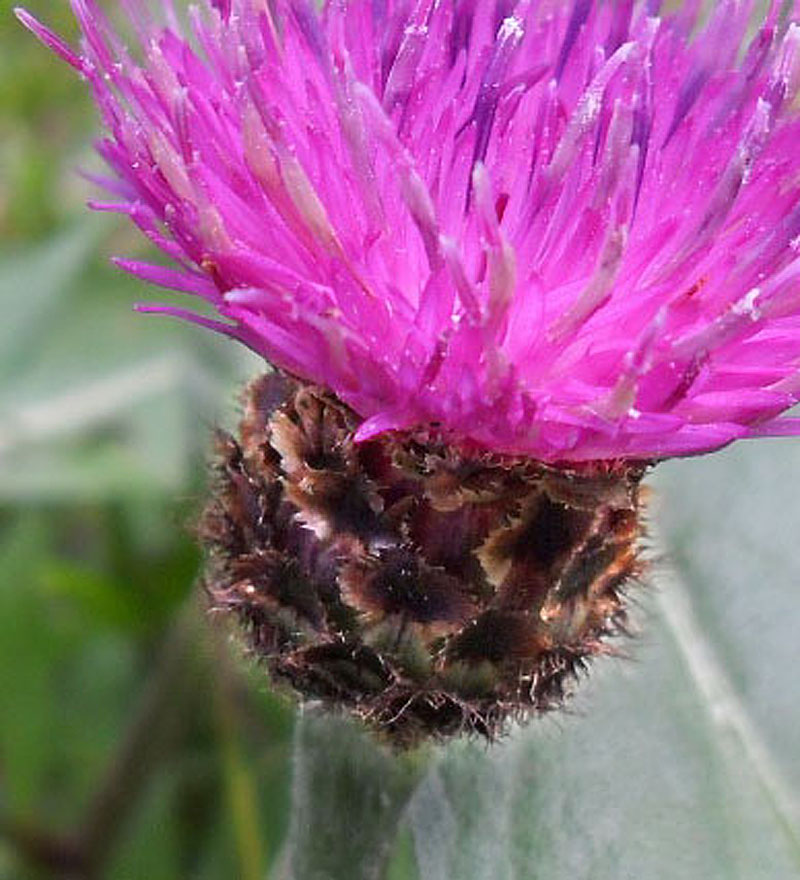Centaurea nigra ?
