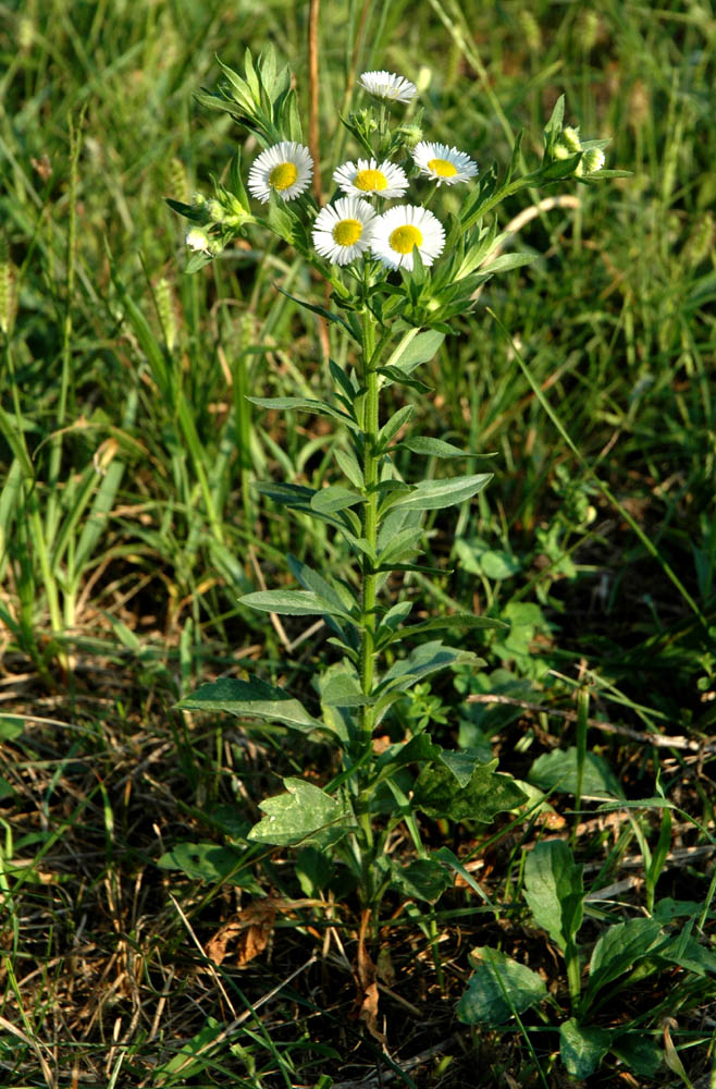 Erigeron annuus