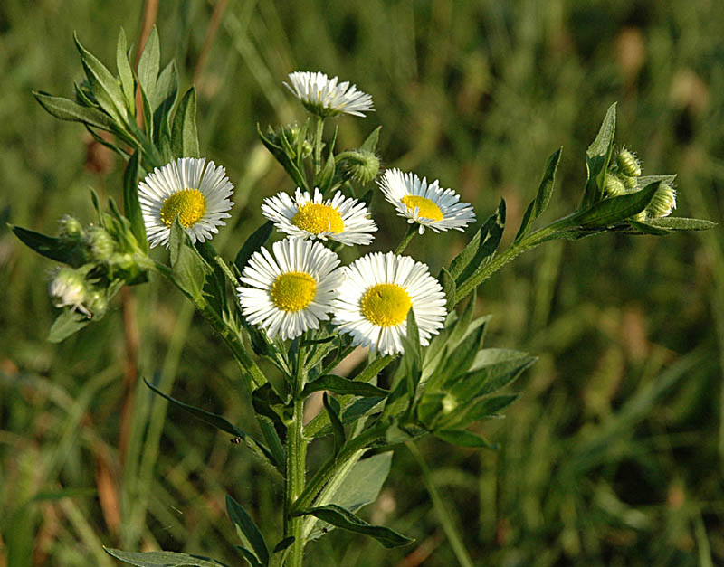 Erigeron annuus
