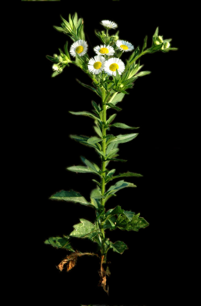 Erigeron annuus