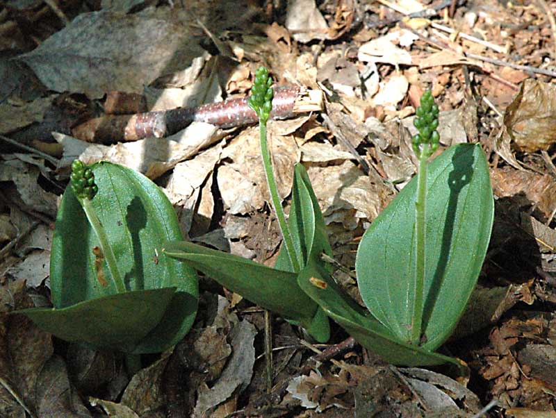 Neottia ovata