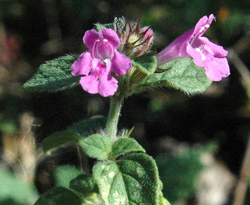 Clinopodium vulgare
