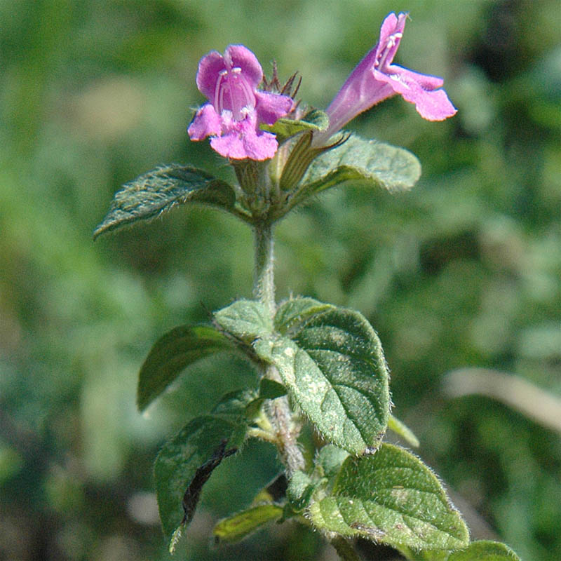 Clinopodium vulgare