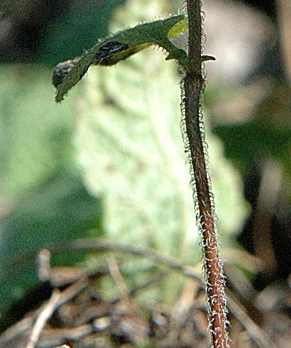 Clinopodium vulgare