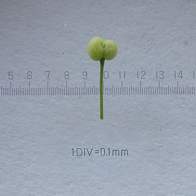 Galium mollugo / Caglio tirolese