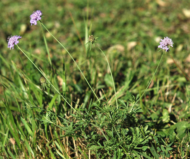 Scabiosa triandra / Vedovina a foglie sottili