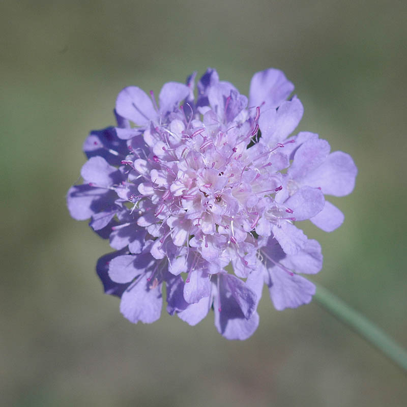 Scabiosa triandra / Vedovina a foglie sottili