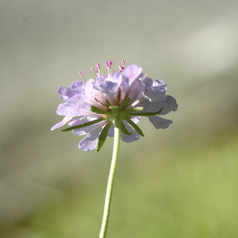 Scabiosa triandra / Vedovina a foglie sottili
