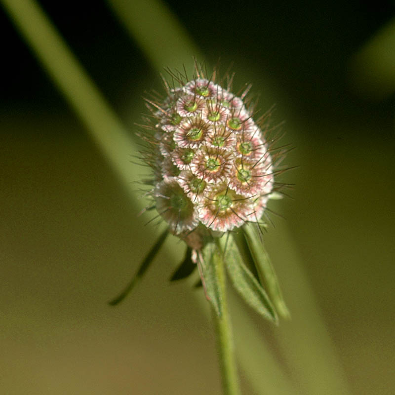 Scabiosa triandra / Vedovina a foglie sottili