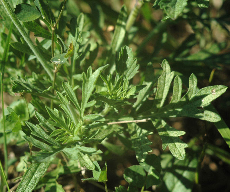 Scabiosa triandra / Vedovina a foglie sottili