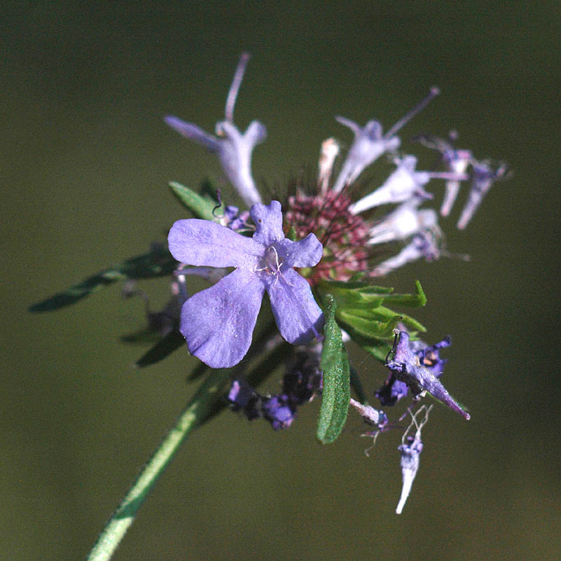 Scabiosa triandra / Vedovina a foglie sottili