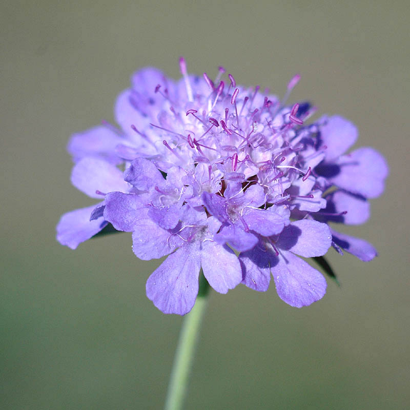 Scabiosa triandra / Vedovina a foglie sottili