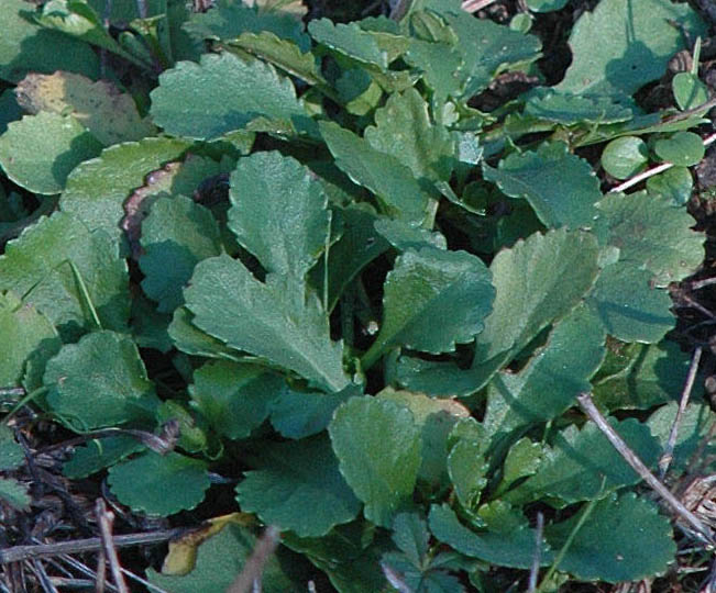 Lecanthemum vulgare?