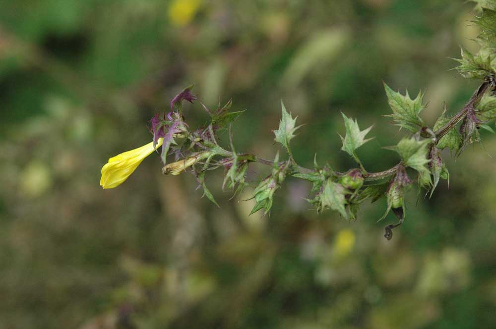 Melampyrum italicum