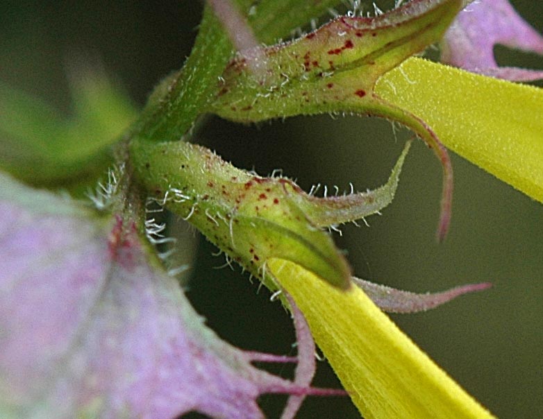 Melampyrum italicum