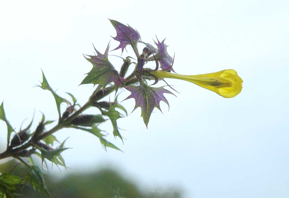 Melampyrum italicum