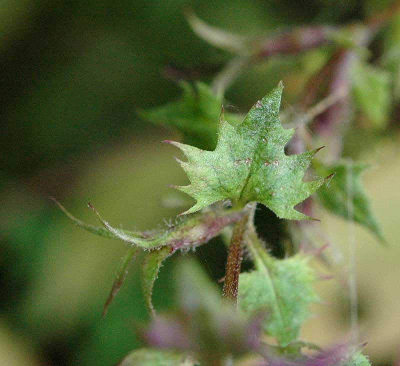 Melampyrum italicum
