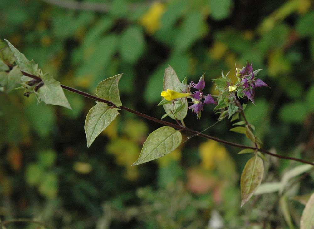 Melampyrum italicum