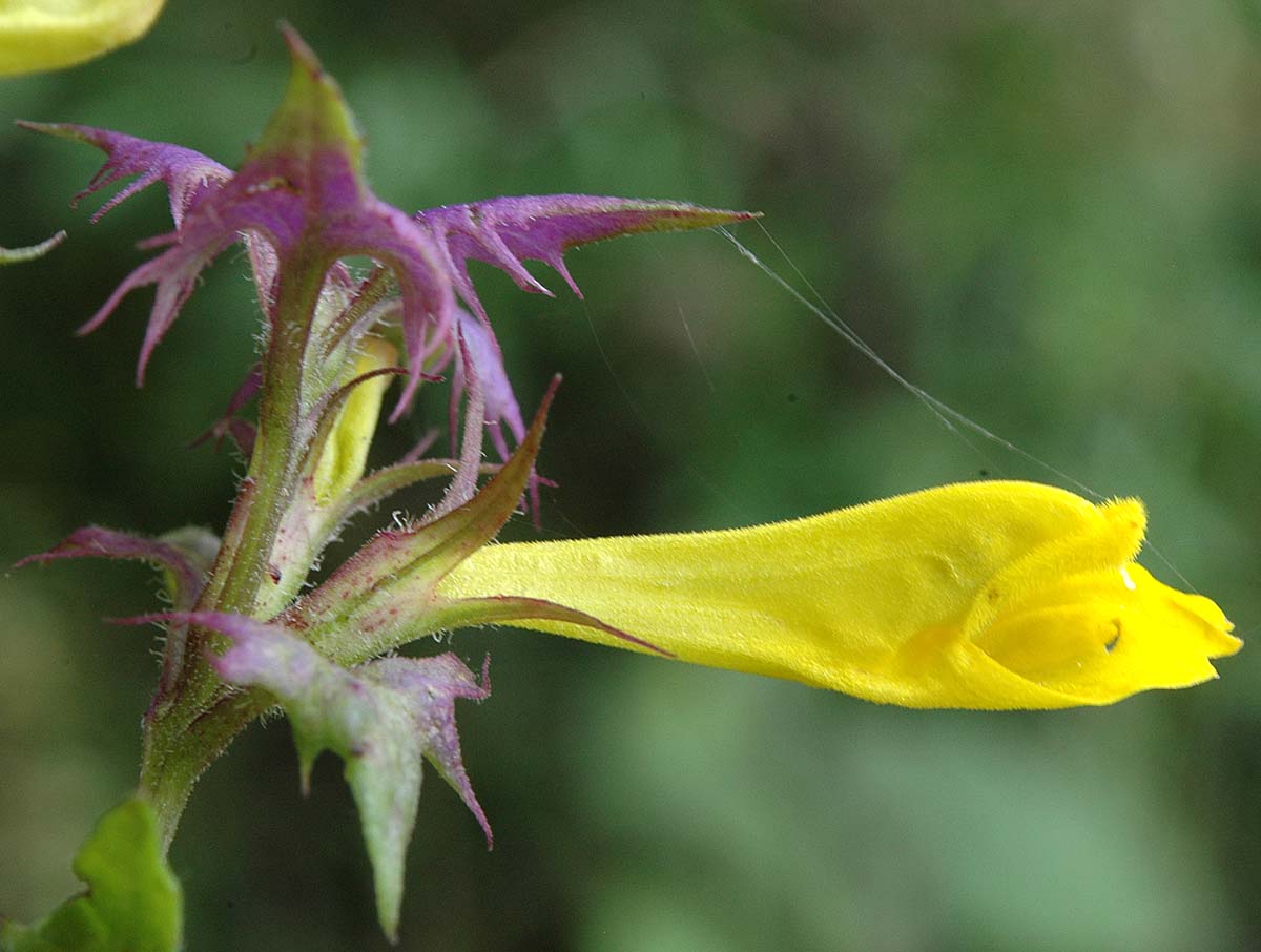 Melampyrum italicum