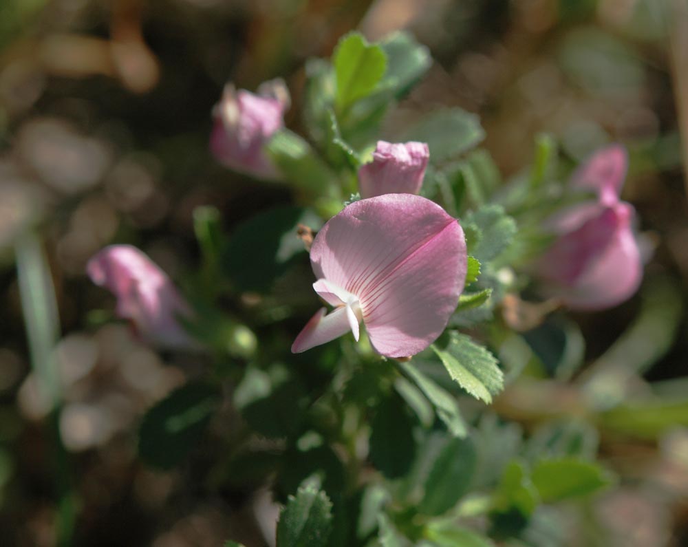 Ononis spinosa