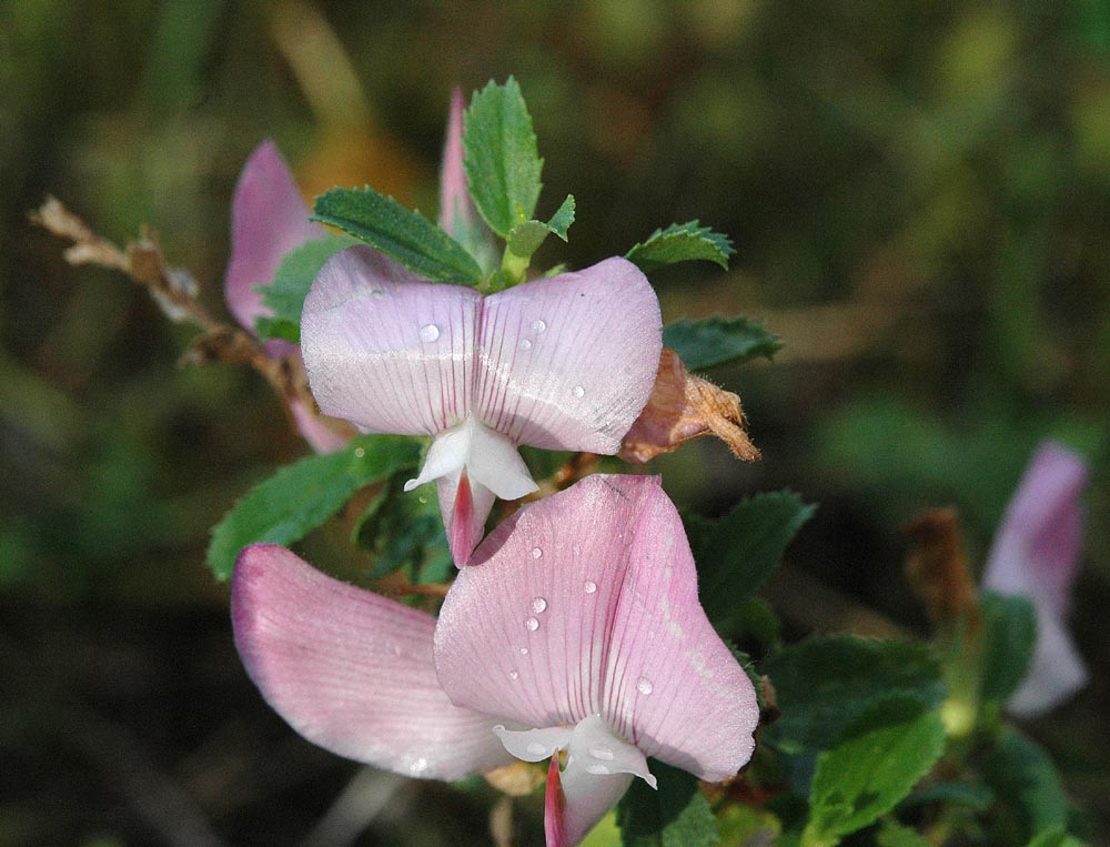Ononis spinosa