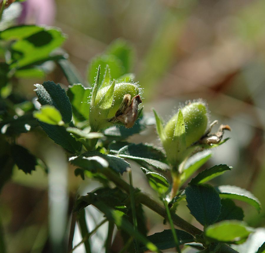 Ononis spinosa
