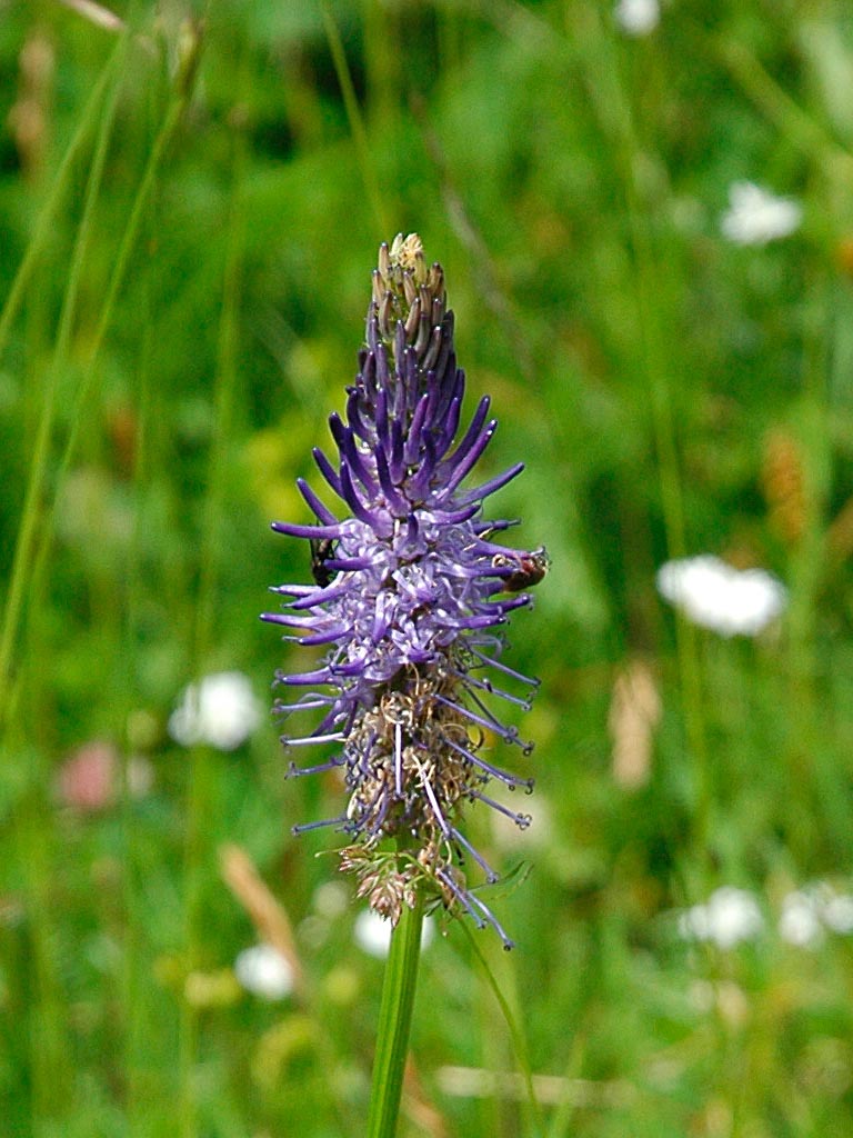 Phyteuma zahlbruckneri / Raponzolo di Zahlbruckner
