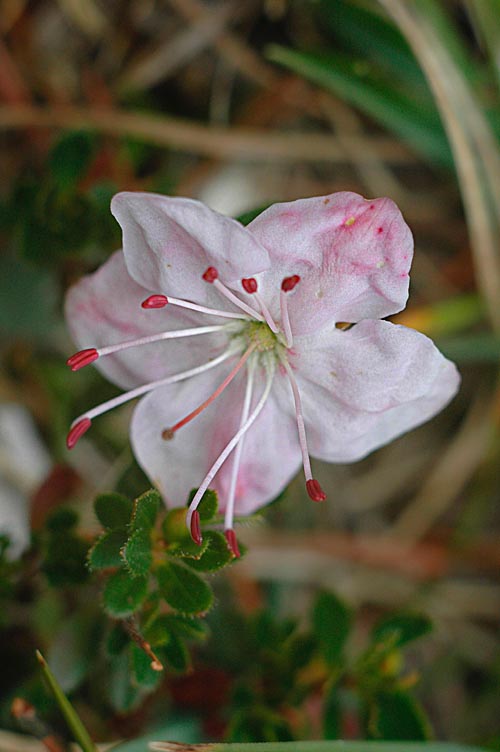Rhodothamnus chamaecistus / Rododendro nano