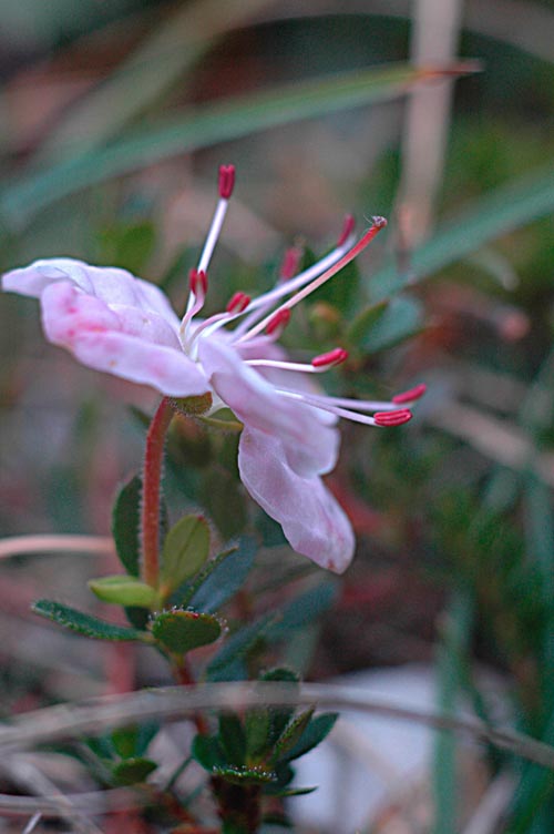 Rhodothamnus chamaecistus / Rododendro nano