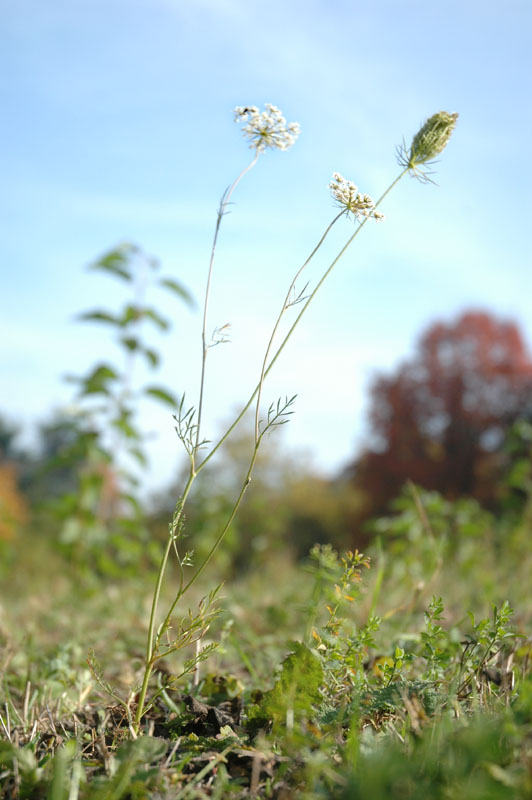 Daucus carota