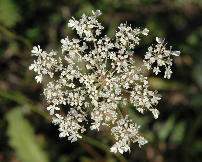 Daucus carota