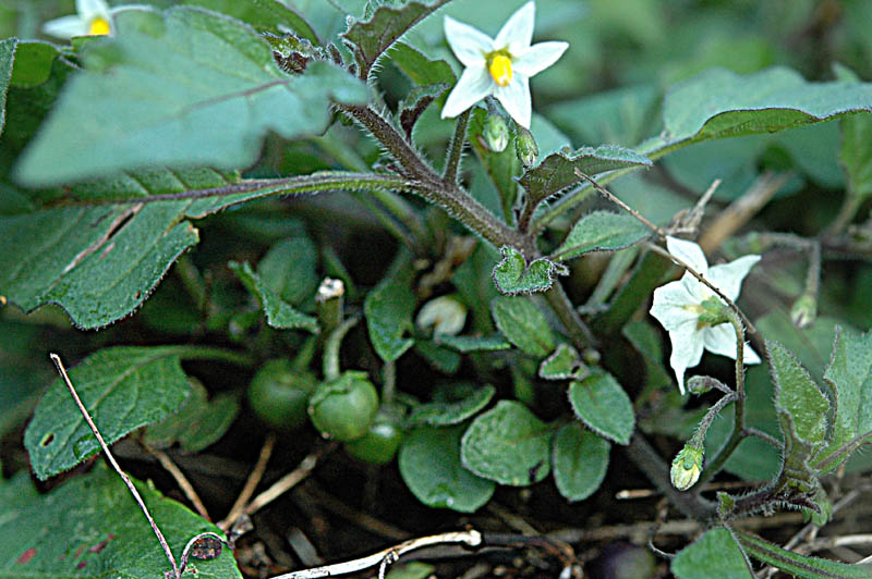 Solanum nigrum?