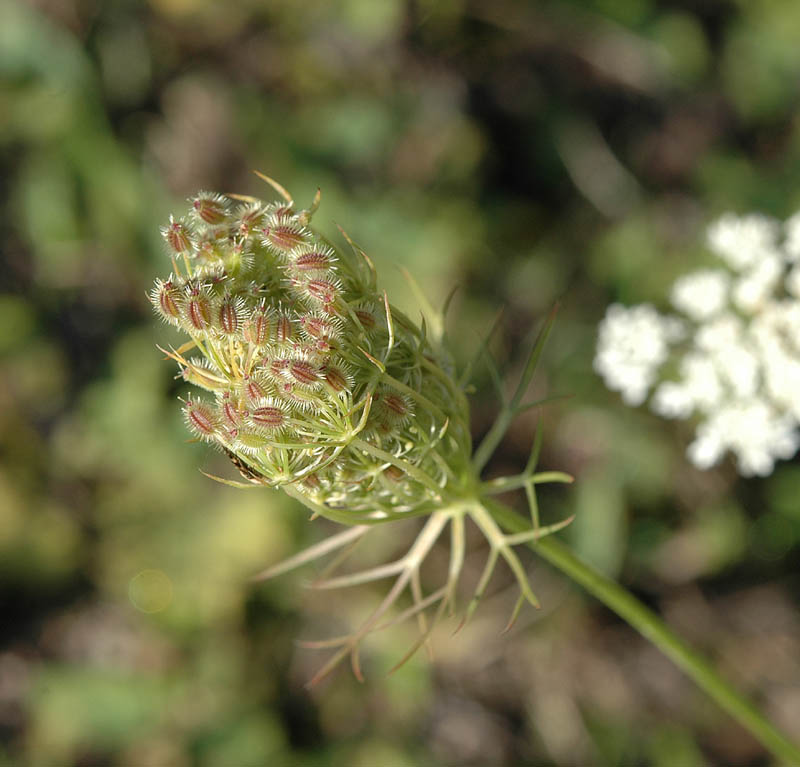 Daucus carota