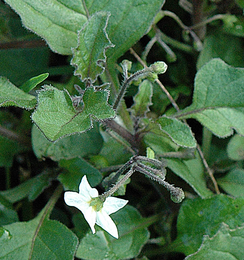 Solanum nigrum?