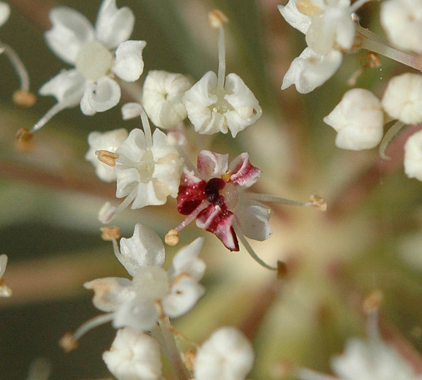 Daucus carota