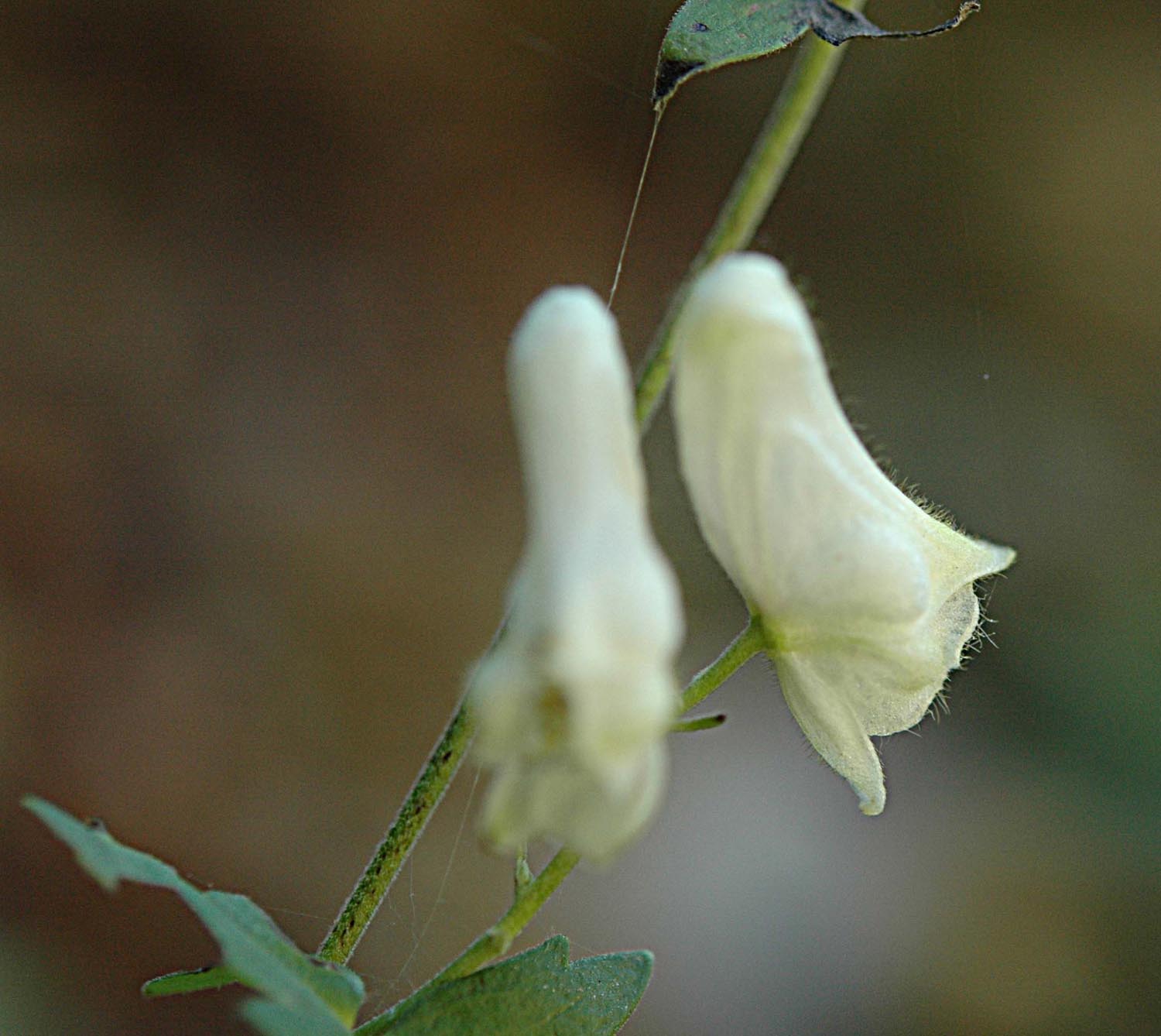 Aconitum lycoctonum  subsp. vulparia