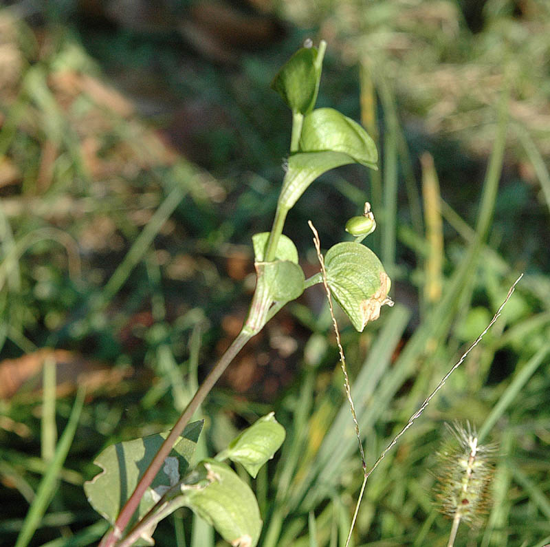 Commelina communis / Erba miseria asiatica