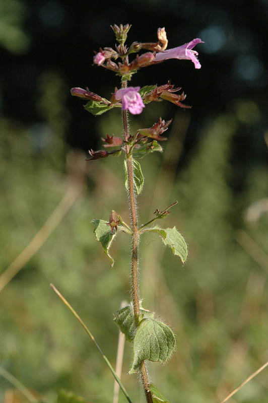 Clinopodium nepeta (=Calamintha nepeta)