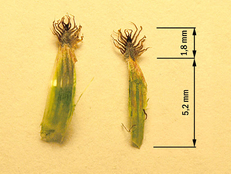 Centaurea nigrescens