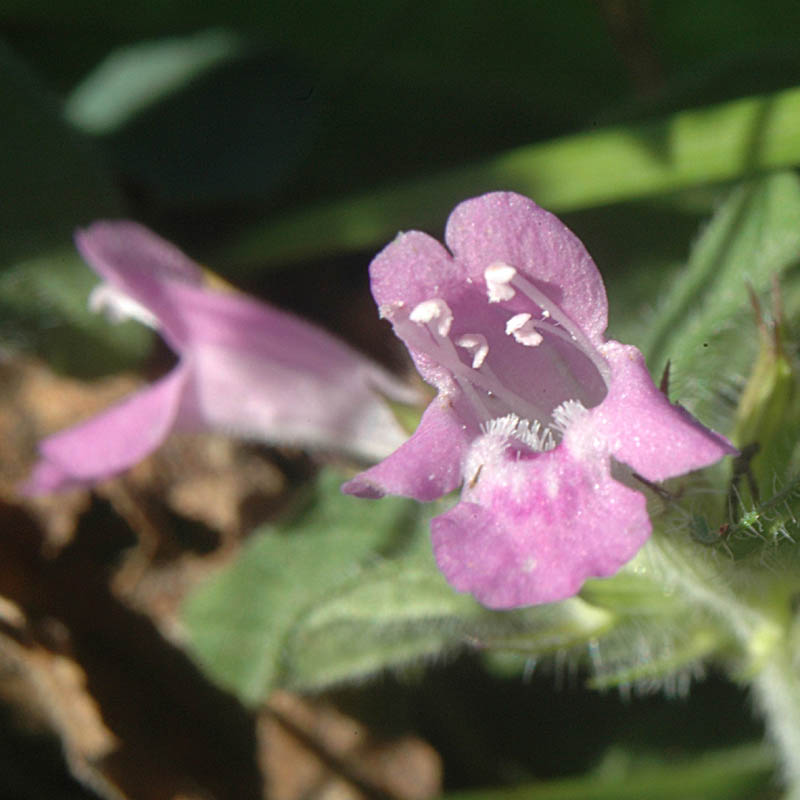 Clinopodium vulgare