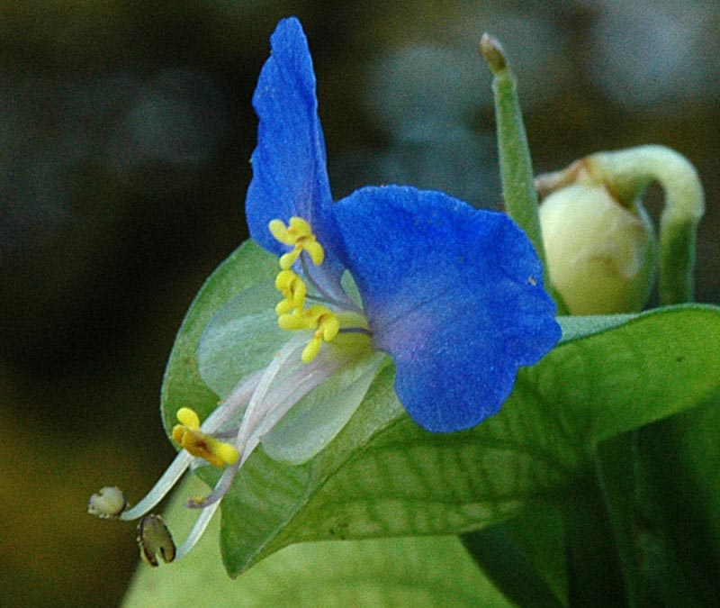 Commelina communis / Erba miseria asiatica