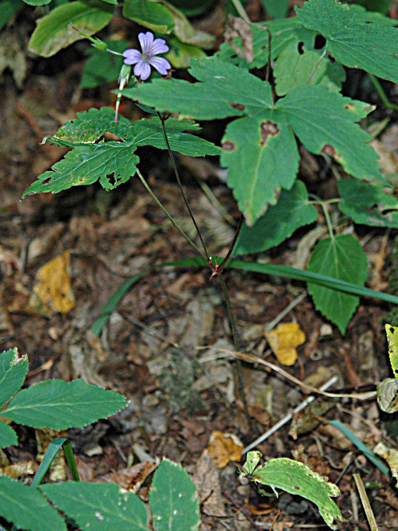 Geranium nodosum