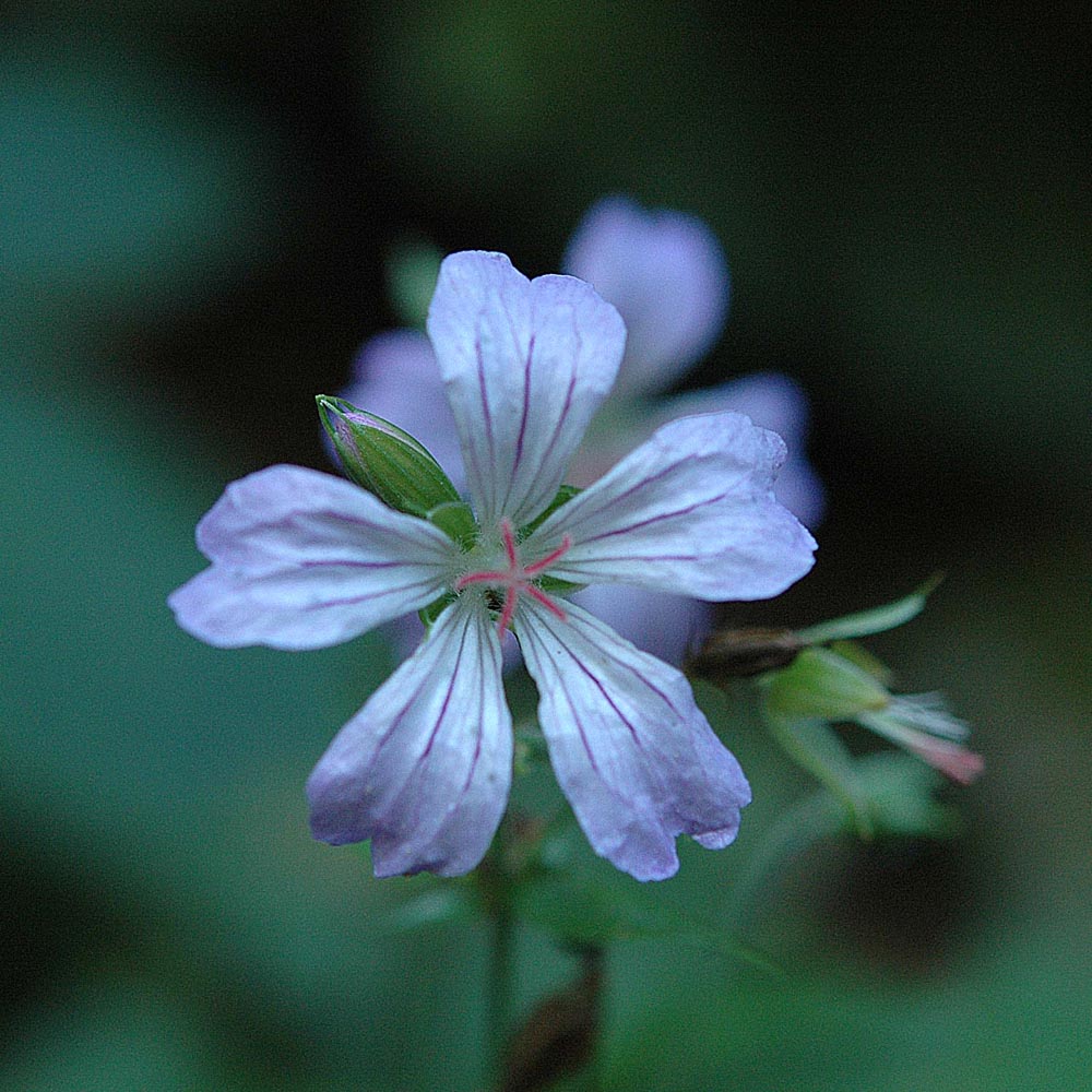 Geranium nodosum