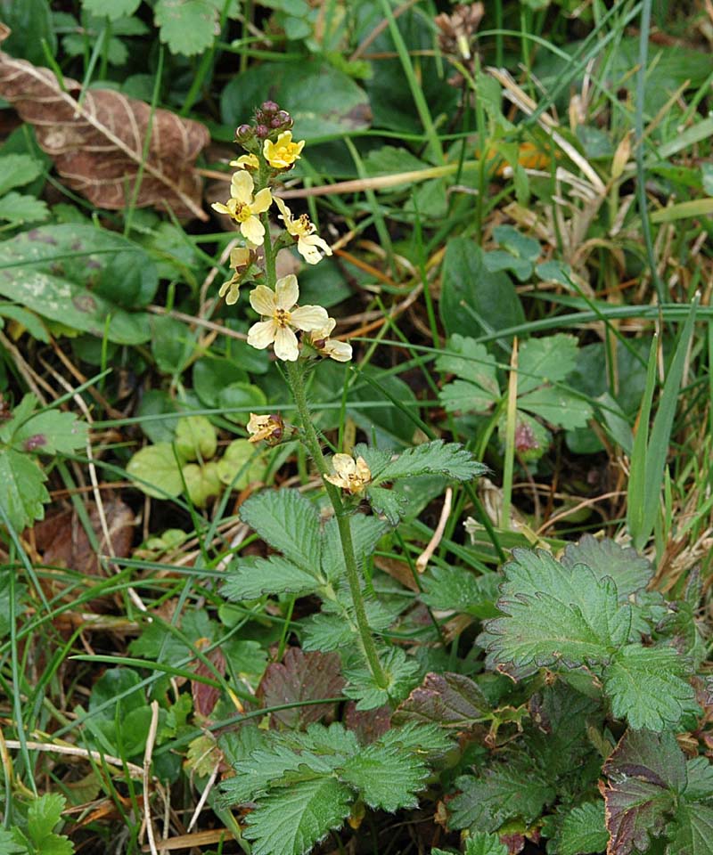 Spiga con piccoli fiori gialli - Agrimonia eupatoria