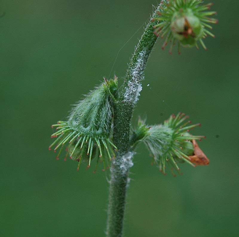 Spiga con piccoli fiori gialli - Agrimonia eupatoria