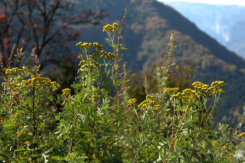 Tanacetum vulgare / Tanaceto