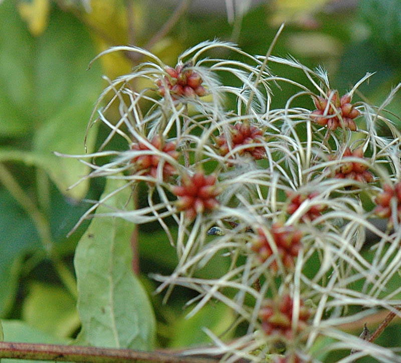 Una liana, ma sono nei pasticci - Clematis vitalba